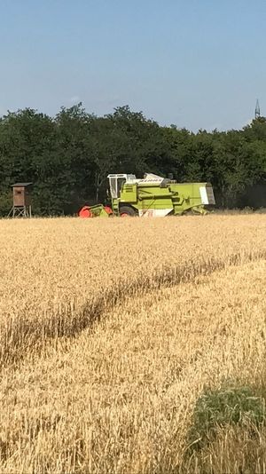 Claas dom 66