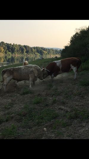 Stiere in Kroatien