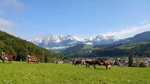 Pinzgauer Rinder auf der Herbstweide