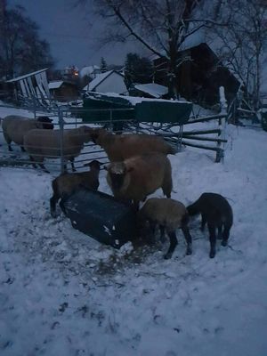 Schafe im Schnee 