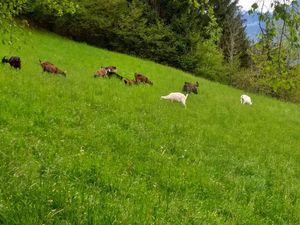 Die Herde beim gemütlichen grasen