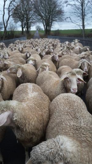 Glückliche Schafe auf dem Weg zur Weide??