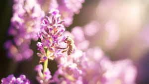 Biene im Lavendel