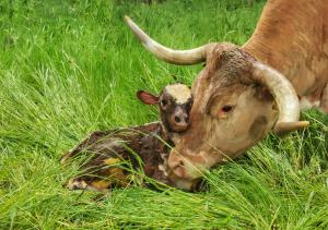 Texas Longhorn Mama mit frisch geborenen Baby
