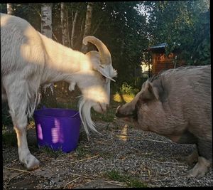 Ziege meets Schwein