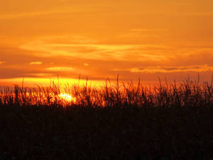 Sonnenuntergang hinterm Kukuruzfeld