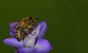 Gern gesehen und fleißig: die Honigbiene