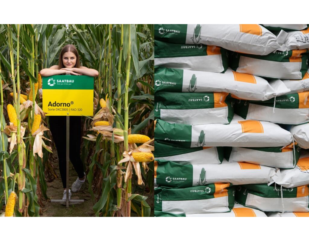 10 Pkg. Maissaatgut ADORNO®| FAO: 320 1